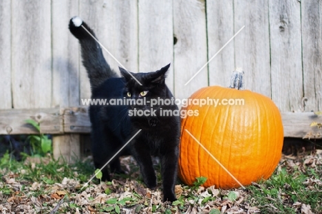 black cat with pumpkin