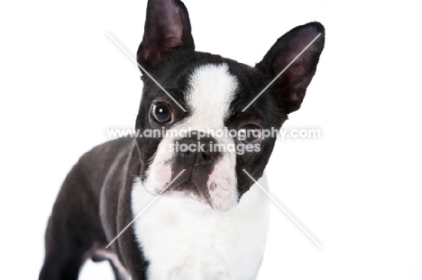 Boston Terrier looking at camera, on white background