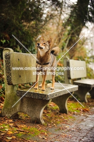 Shiba Inu standing on bench