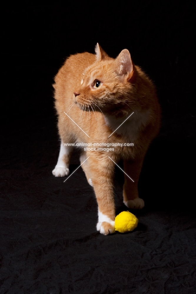 orange cat standing with yellow ball