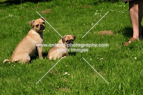 Retro Pug cross between pug and Parson Russell Terrier to improve breathing due to longer nose