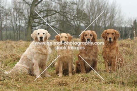 four Golden retrievers in a row