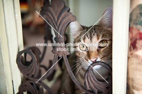 cat looking through fence