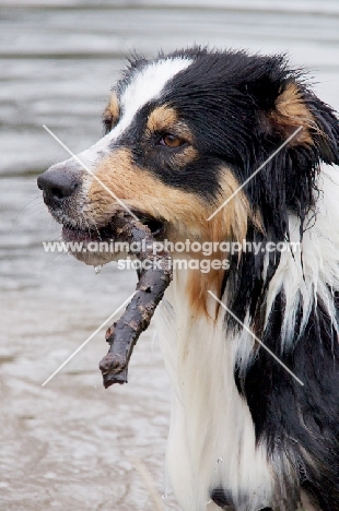 Australian Shepherd Dog with stick retrieved from water