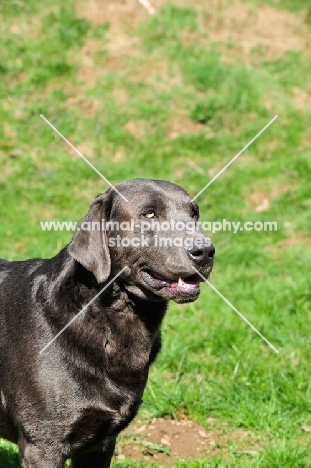 charcoal Labrador (rare colour)