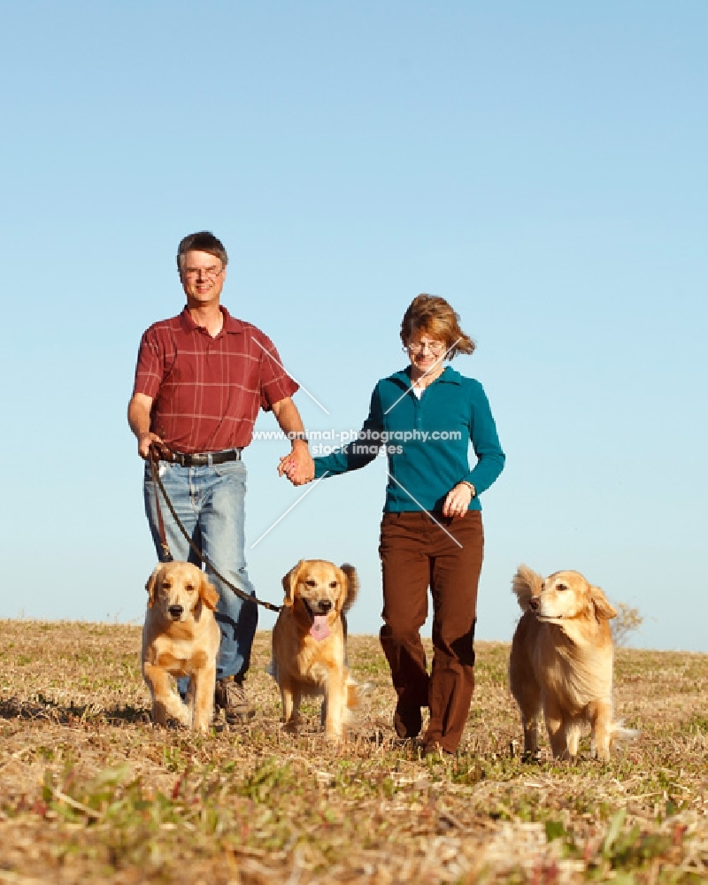 three Golden retrievers on a walk