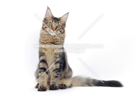 Brown Classic Tabby Maine Coon sitting on white background