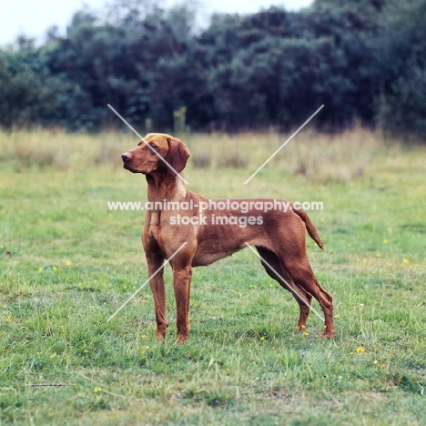 hungarian vizsla in a field