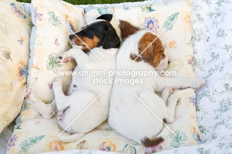 jack russell terrier pups sleeping