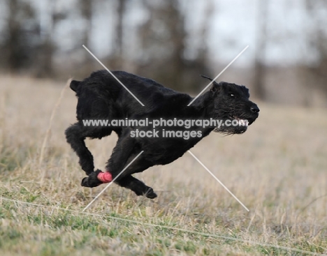 black dog running in countryside