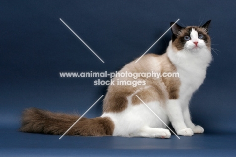 Seal Point Bi-Color Ragdoll, sitting on blue background