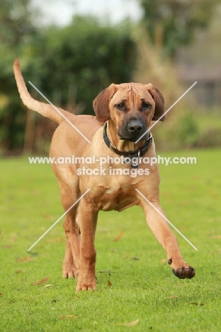 Rhodesian Ridgeback, striding out