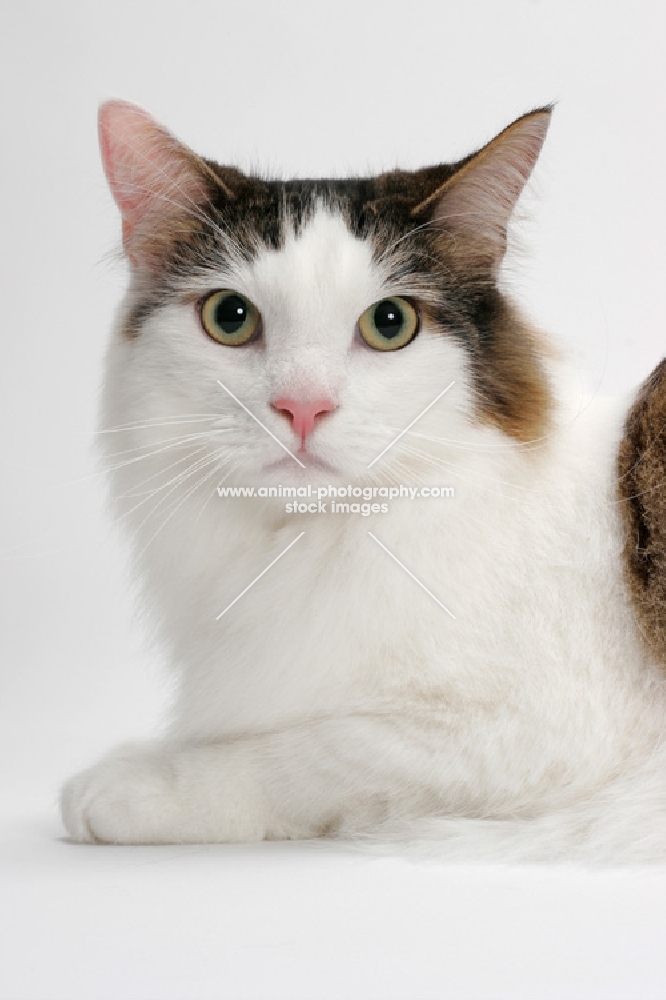 Maine Coon portrait, Brown Mackerel Tabby White