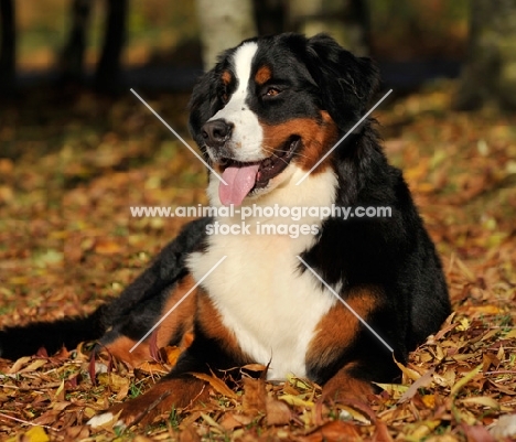 Bernese Mountain Dog lying down