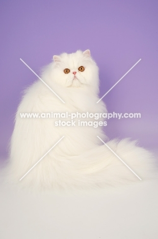 orange eyed white Persian on purple background, back view