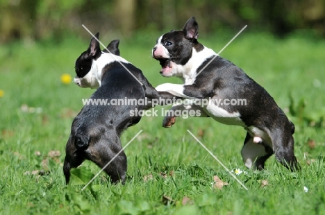 two Boston Terriers play fighting