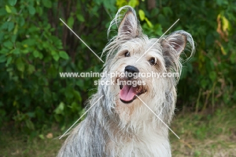 Happy Terrier mix dog sitting with greenery background.