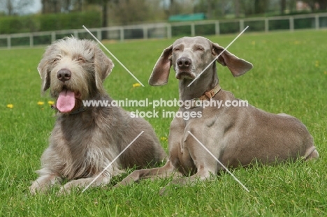 Slovakian Rough Haired Slovakian Pointer (l) and Weimaraner (r)