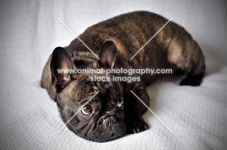 French Bulldog