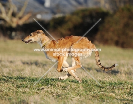 gold dog running in countryside