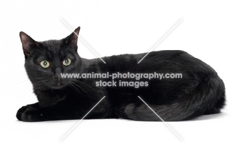 black shorthair lying down