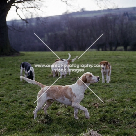 peterboro' ch heythrop cardinal '64 (reversed photo)  foxhounds in a field