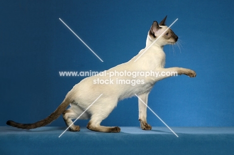 Siamese, one leg up