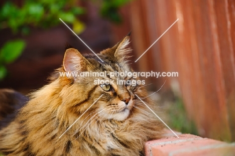 Maine Coon lying by red wood fence. 