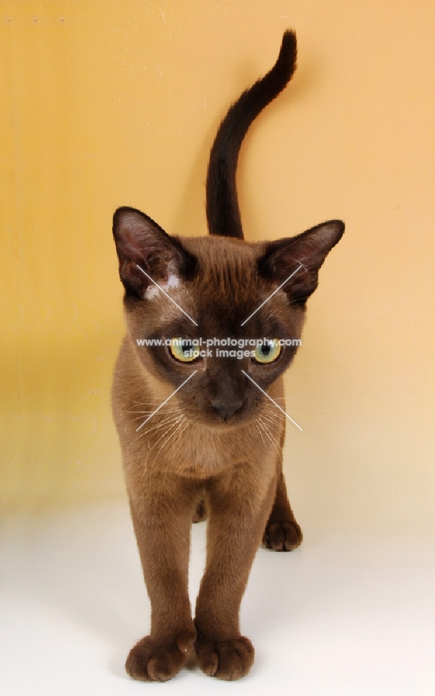 young chocolate burmese cat looking down