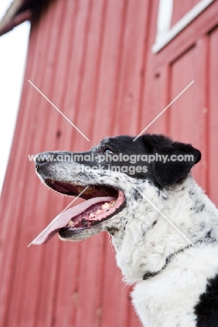 dog in front of barn