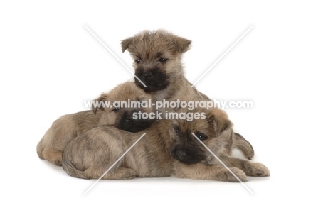 three Cairn Terrier puppies on white background