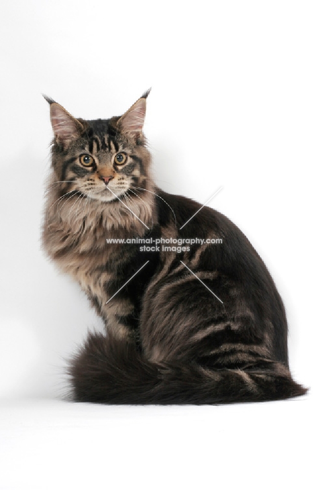 brown tabby Maine Coon sitting down on white background