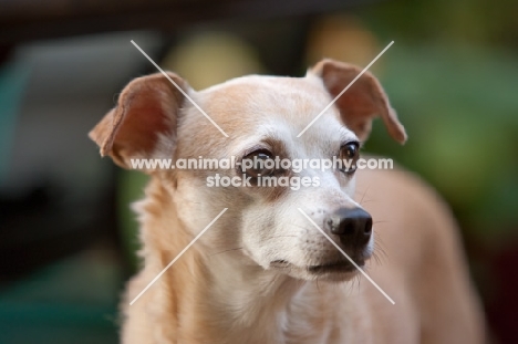 close up of fawn chihuahua mix