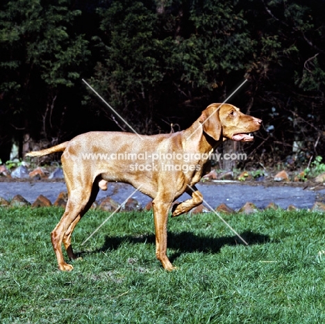 hungarian  vizsla on point