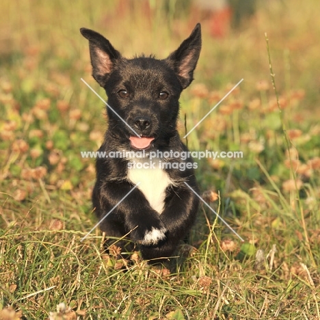 cute black terrier puppy running in field