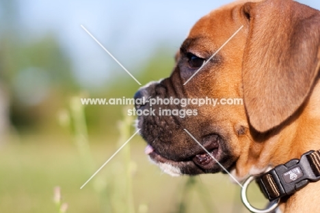 Boxer puppy