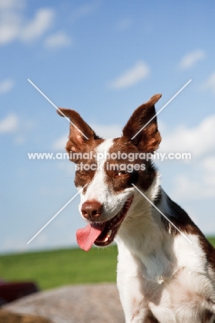 Border Collie with tongue out