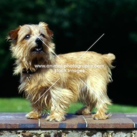 norfolk terrier standing on a wall