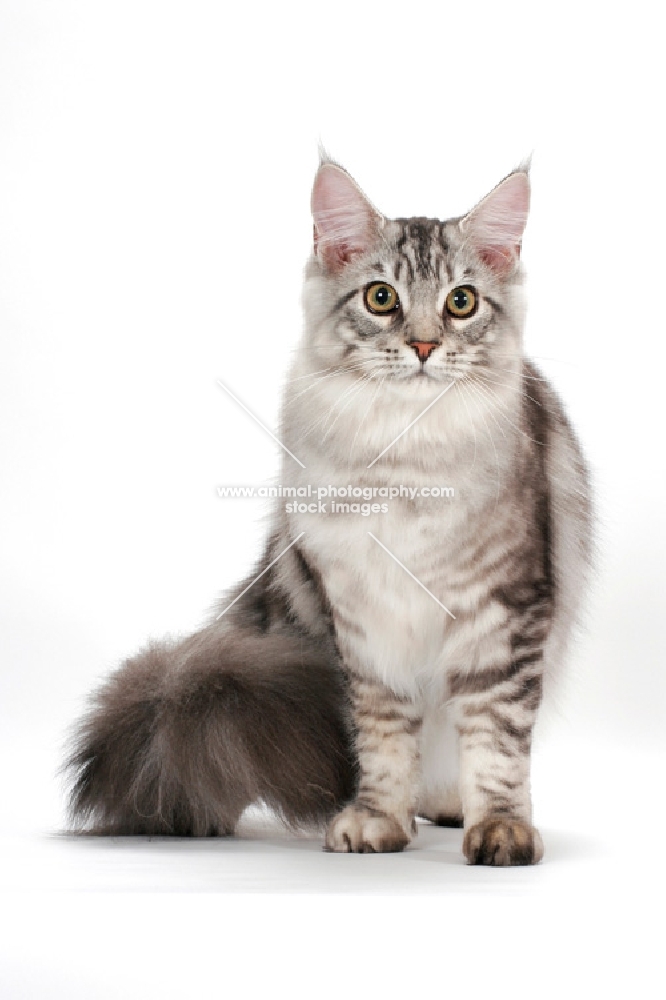 Maine Coon, silver tabby