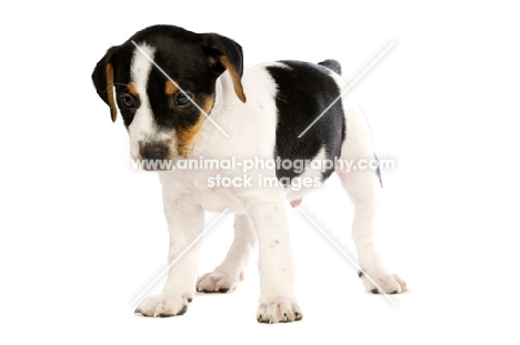 Jack Russell puppy isolated on a white background