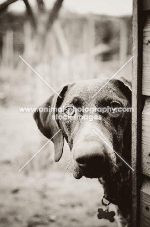 German Shorthaired Pointer in black and white