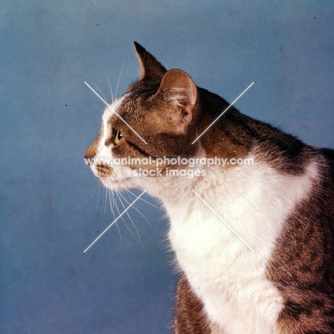 tabby and white cat profile portrait