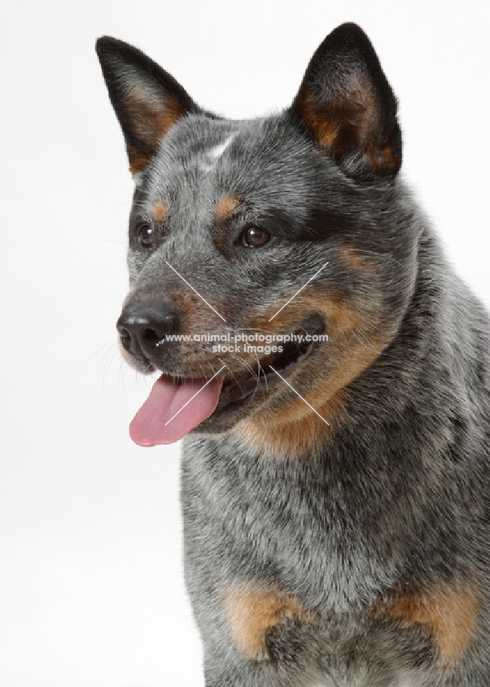 blue black tan Australian Cattle Dog, looking away