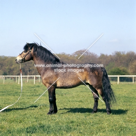 Marcellus, Exmoor stallion