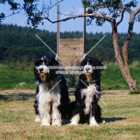 two cross bred dogs, english springer spaniel x bearded collie, sitting together