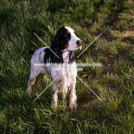 wet english cocker spaniel in USA standing on grass