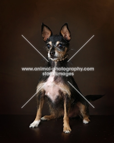 mixed breed dog on brown background