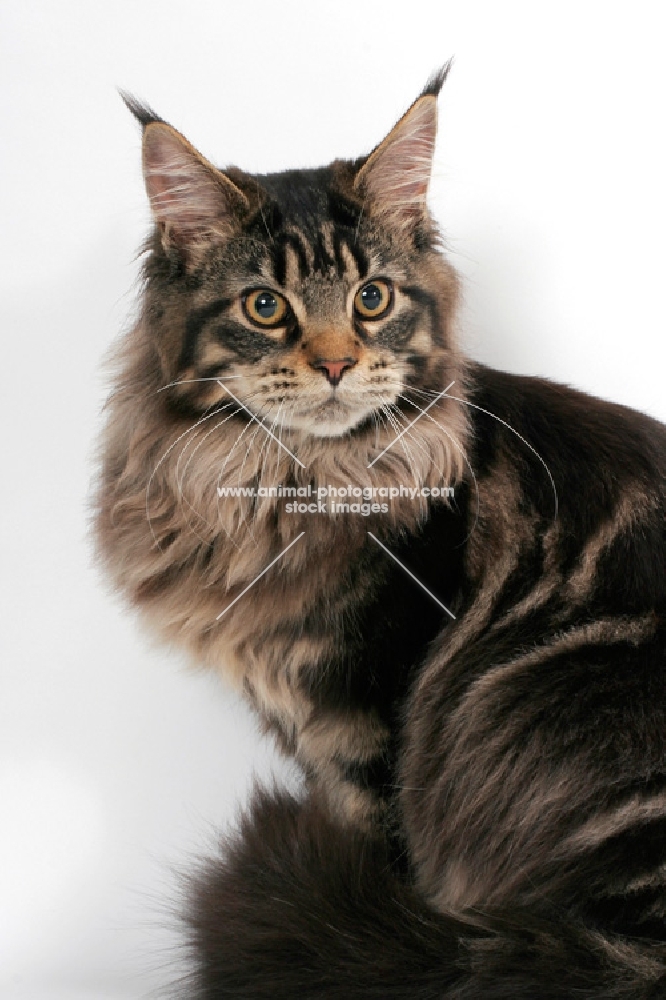 fluffy brown tabby Maine Coon on white background