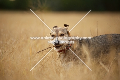 czechoslovakian wolfdog cross playing with stick in a field