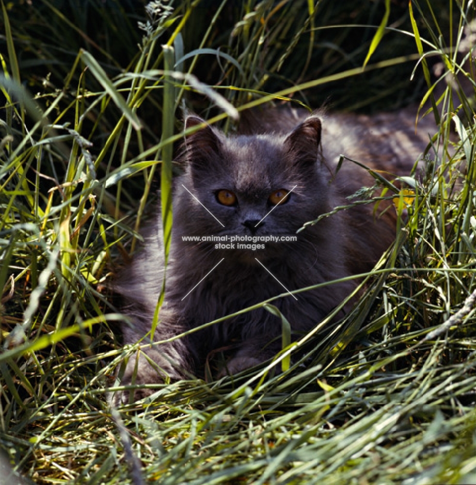 long haired blue cat in long grass